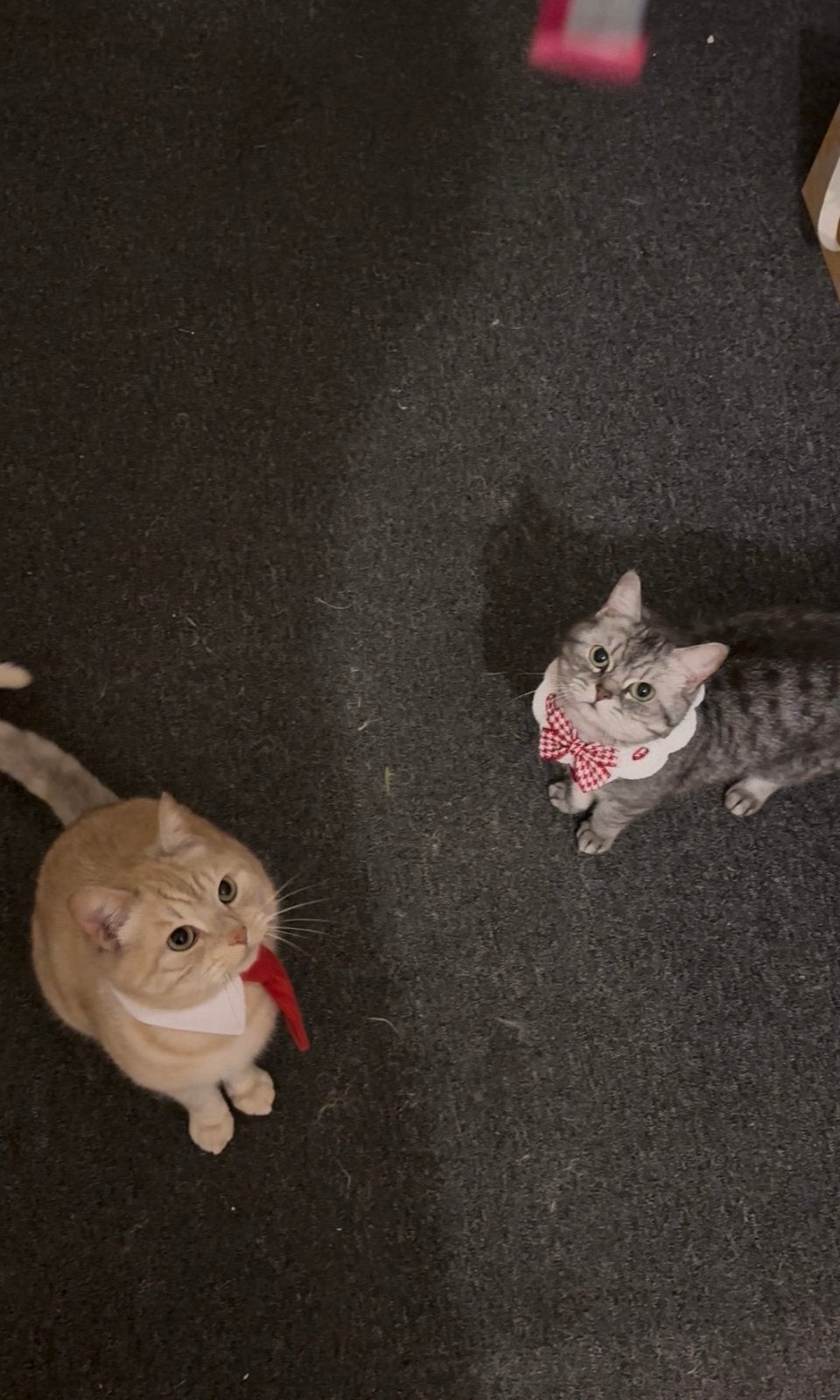 Briste kortehaar, Dieren en Toebehoren, Katten en Kittens | Raskatten | Korthaar