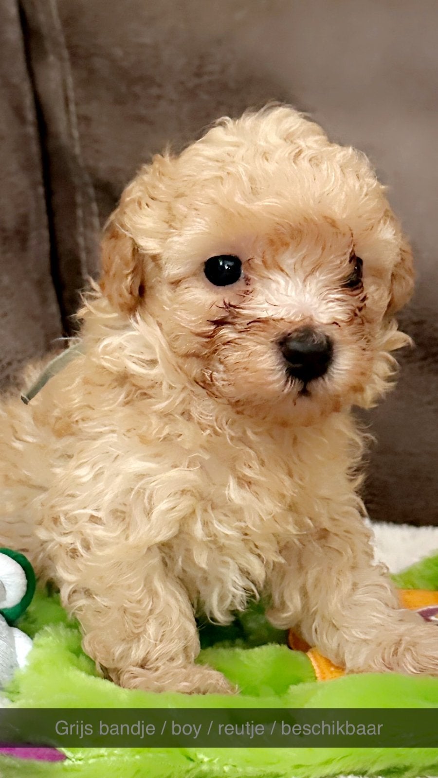 Toy poedel , 2 teefjes / 2 reutjes , Zeer mooi zeer lief !!, Dieren en Toebehoren, Poedel, 8 tot 15 weken, Meerdere, Meerdere dieren