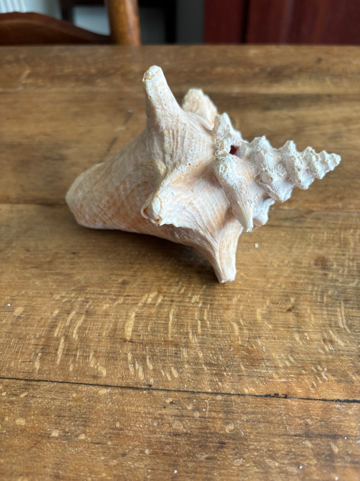 Decoratieve Schelp - 13 cm breed, 11 cm hoog, Ophalen of Verzenden, Gebruikt