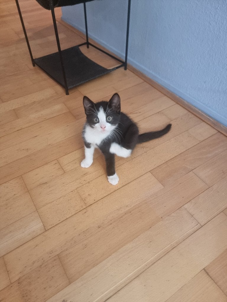 Kittens te koop, Dieren en Toebehoren, Meerdere dieren, 0 tot 2 jaar