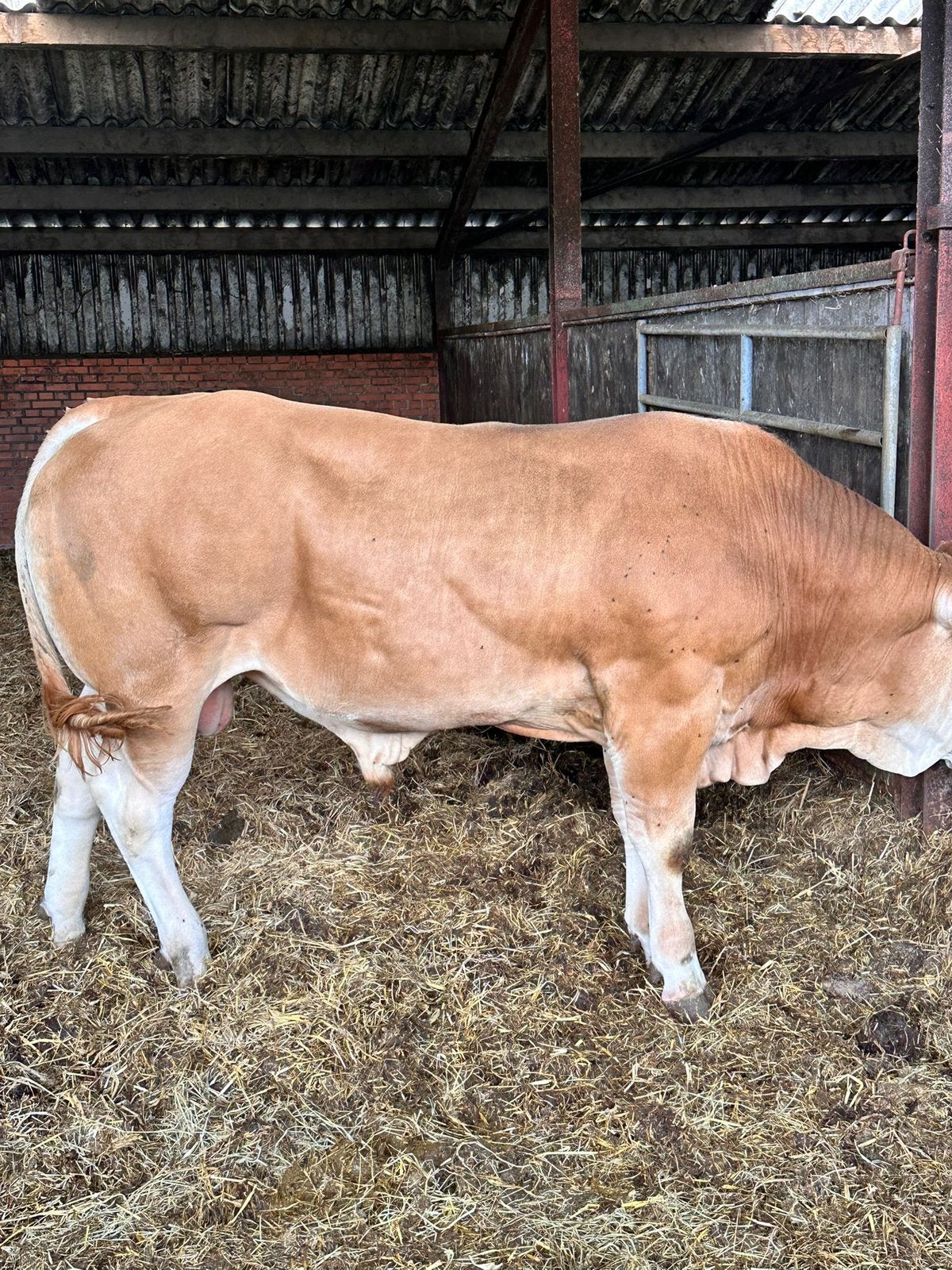 4 Blonde stamboek fokstieren., Dieren en Toebehoren, Runderen, Meerdere dieren