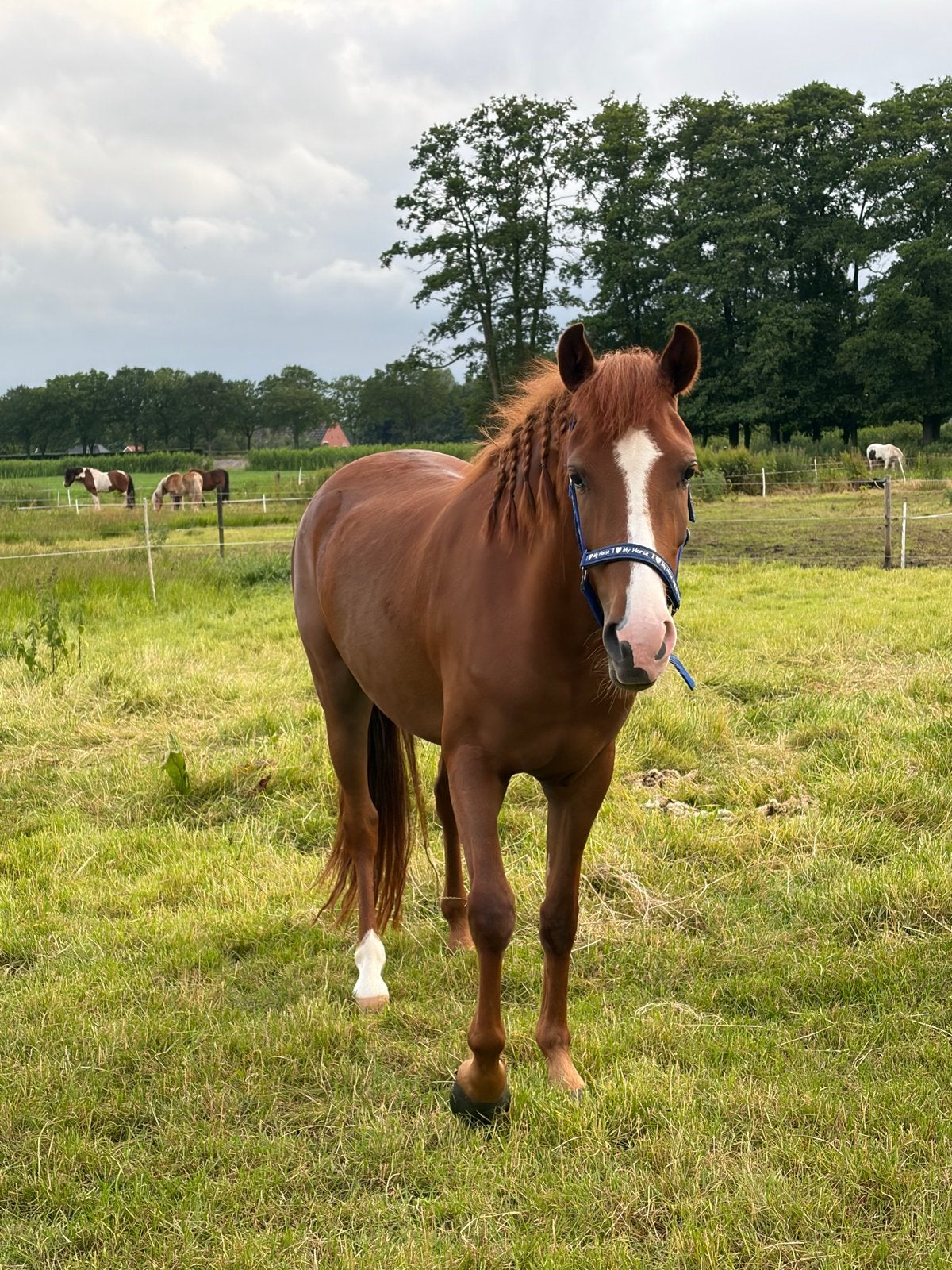 Lieve new forest merrie 3.5 jaar met stamboom, Merrie, Met stamboom, Dressuurpony, Zadelmak
