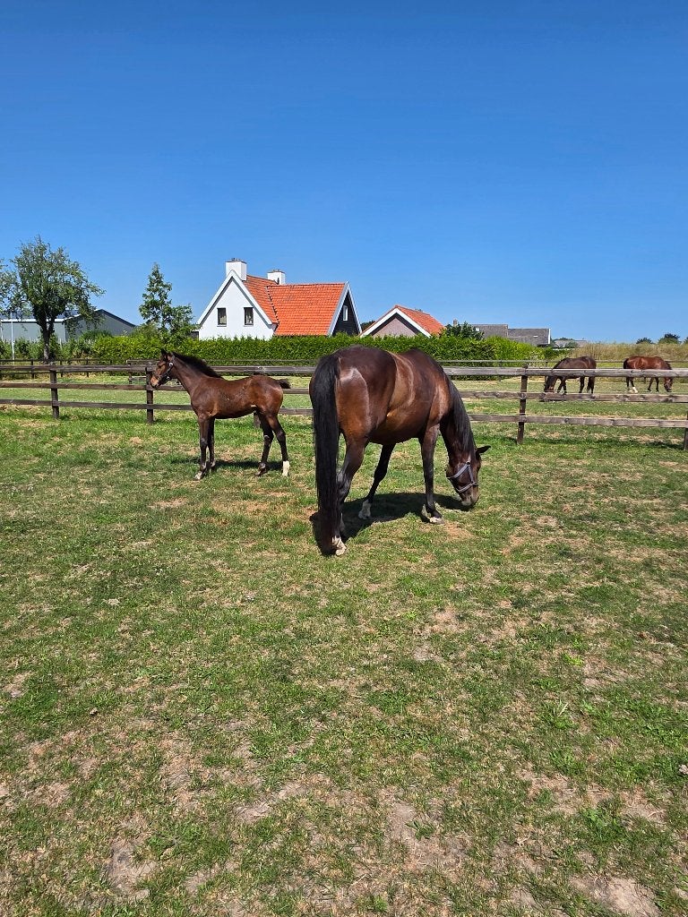 Merrie met merrie veulen, Merrie, Met stamboom, Dressuurpaard, 7 tot 10 jaar