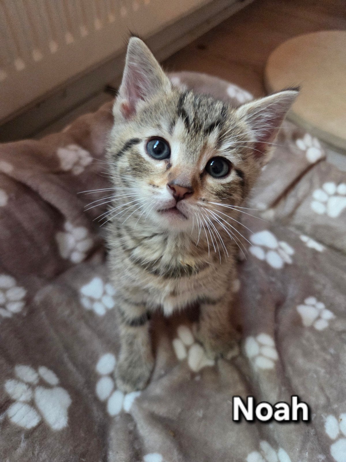 Lieve kittens te koop, Dieren en Toebehoren
