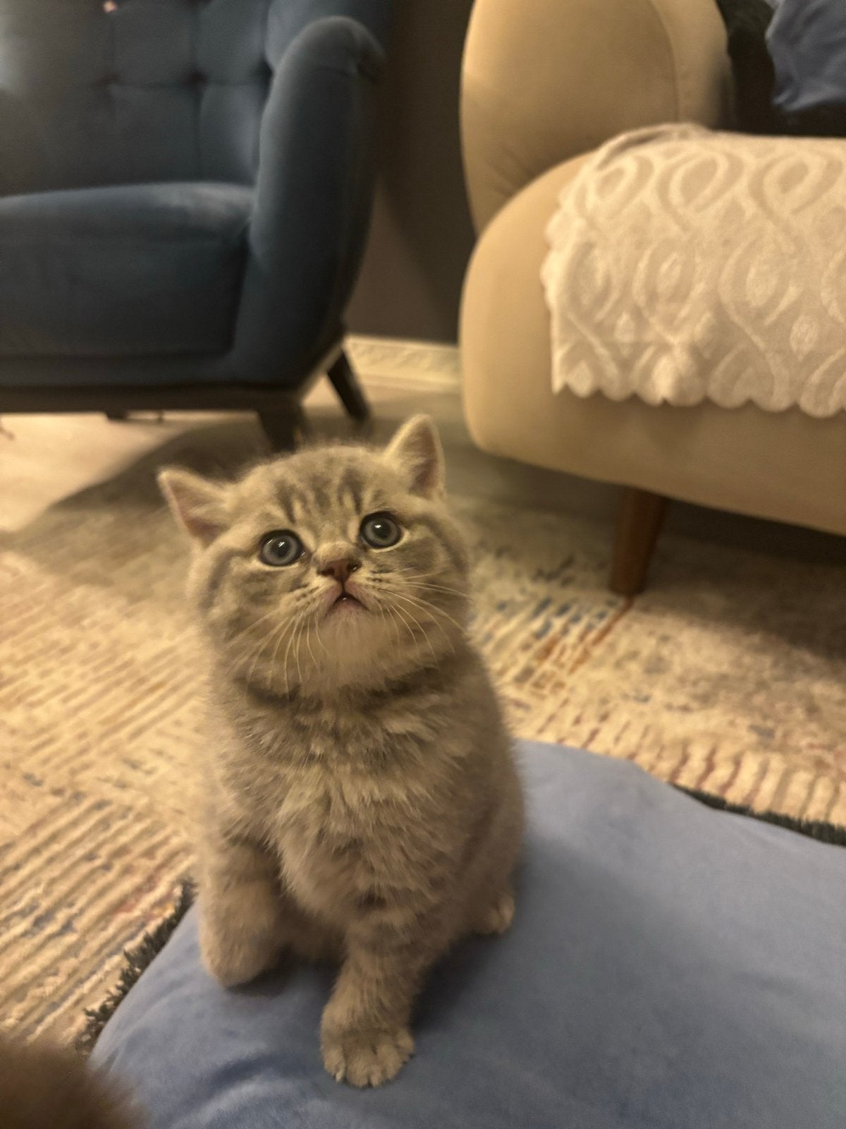 British Koort Haar, Kater, Met stamboom, 0 tot 2 jaar