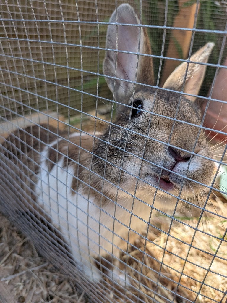 Konijn, twee konijnen, 2 konijntjes, Dieren en Toebehoren, Konijnen, Mannelijk, Klein, 0 tot 2 jaar