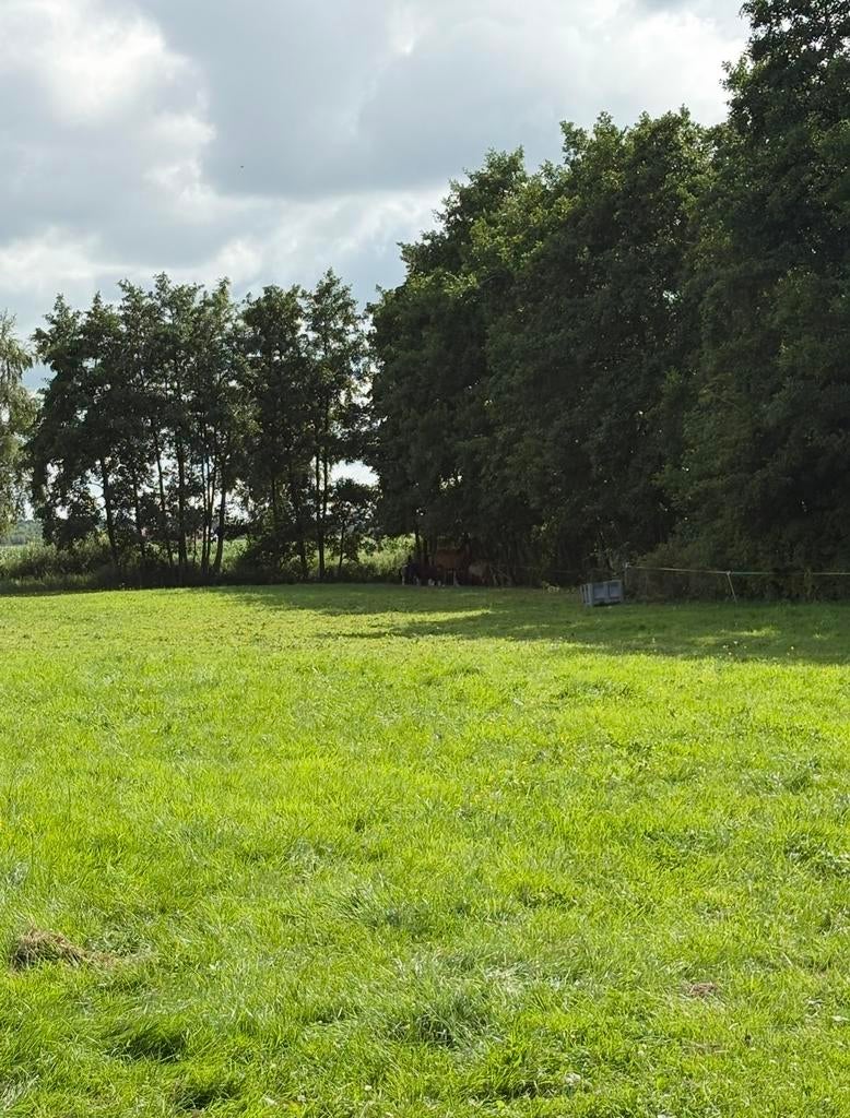 Gras op stam voor paarden aangeboden, Dieren en Toebehoren, Dierenvoeding, Ophalen of Verzenden, Vee