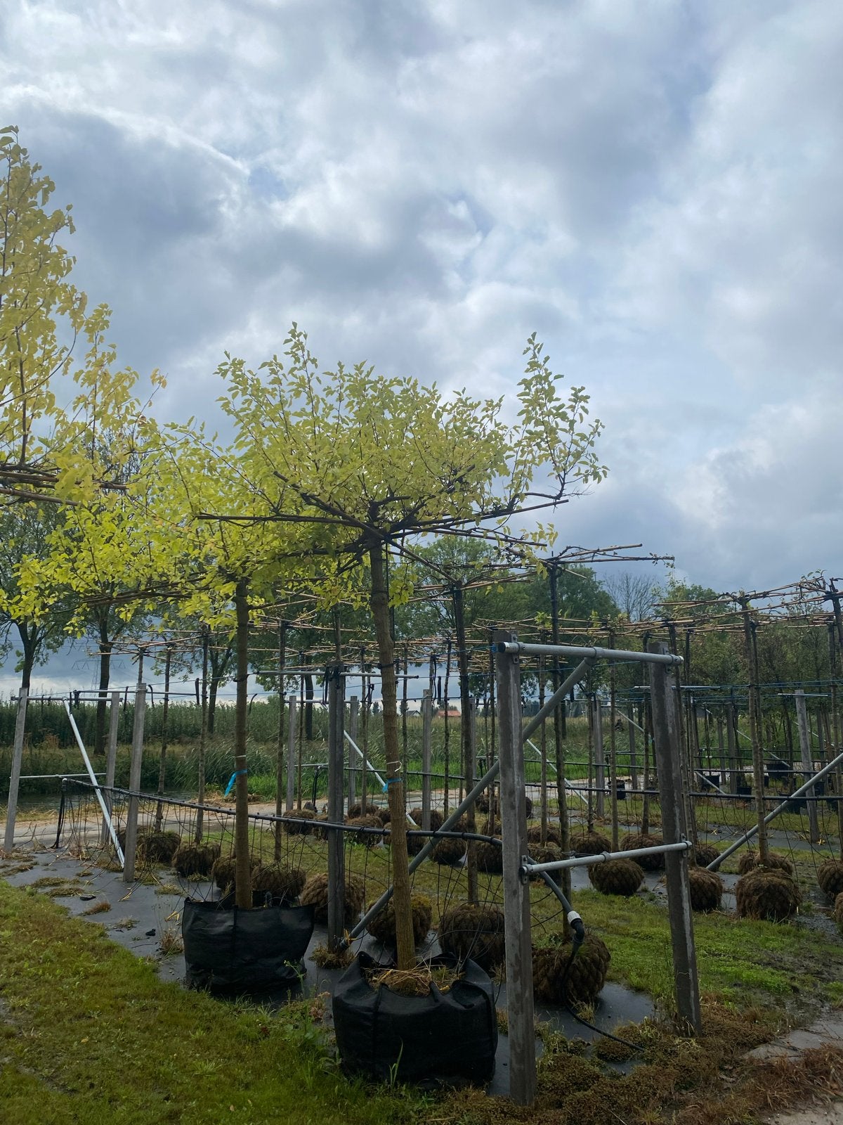 Morus Alba - Dakboom - Witte Moerbei, Ophalen of Verzenden, Lente, Dakboom, 250 tot 400 cm