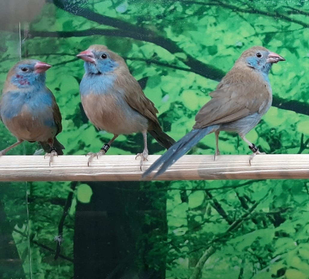Gezocht volière vogels voor in de winkel., Dieren en Toebehoren, Vogels | Overige Vogels, Meerdere dieren