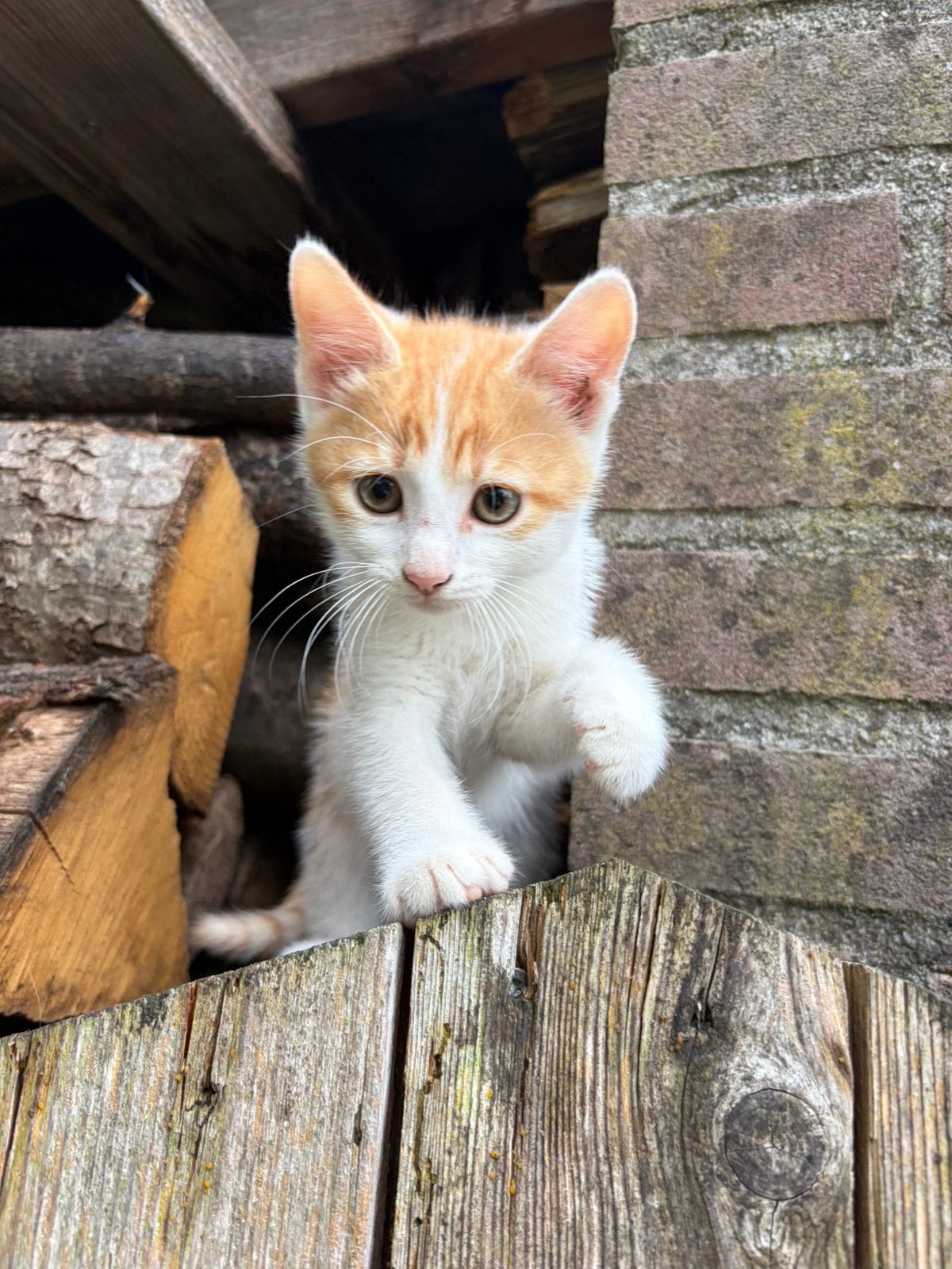 Lieve boerderijkitten, Dieren en Toebehoren, Meerdere dieren, 0 tot 2 jaar