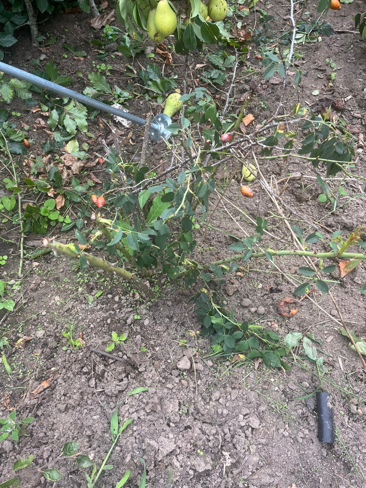 Hondsroos rozenstruik, Tuin en Terras, Planten | Struiken en Hagen, Ophalen, Overige soorten, Struik, Minder dan 100 cm