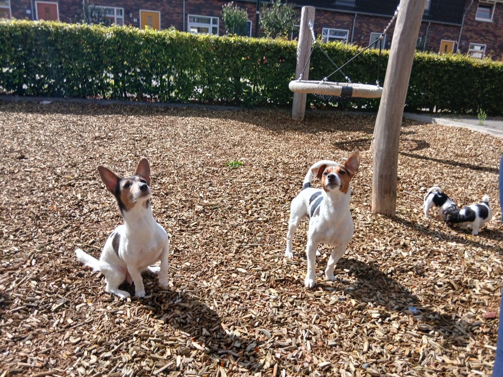 puppies jack Russel mogen het nest verlaten, Dieren en Toebehoren, Honden | Jack Russells en Terriërs, Jack Russell Terriër, 8 tot 15 weken