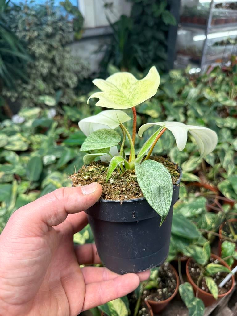Philodendron Florida Ghost - 12 cm pot, Huis en Inrichting, Kamerplanten, Overige soorten, In pot, Minder dan 100 cm, Groene kamerplant