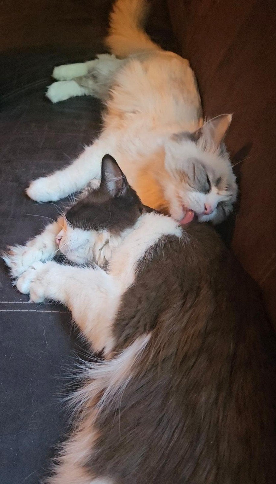 Ragdoll poezen | volbloed | stamboom | DNA-getest |, Dieren en Toebehoren, Poes, Met stamboom, 0 tot 2 jaar