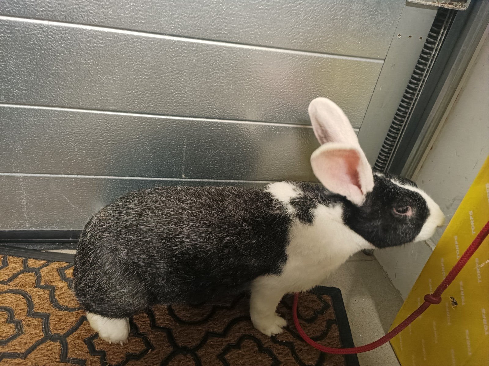 Mooie witte oor Duitse reuzen voedster, Dieren en Toebehoren, Vrouwelijk, Groot, 0 tot 2 jaar
