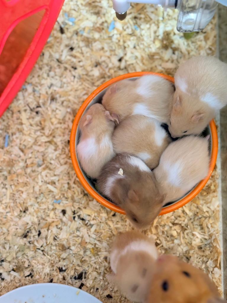 Te koop goudhamster / Syrische Hamsters, Hamster, April, Meerdere dieren, Tam