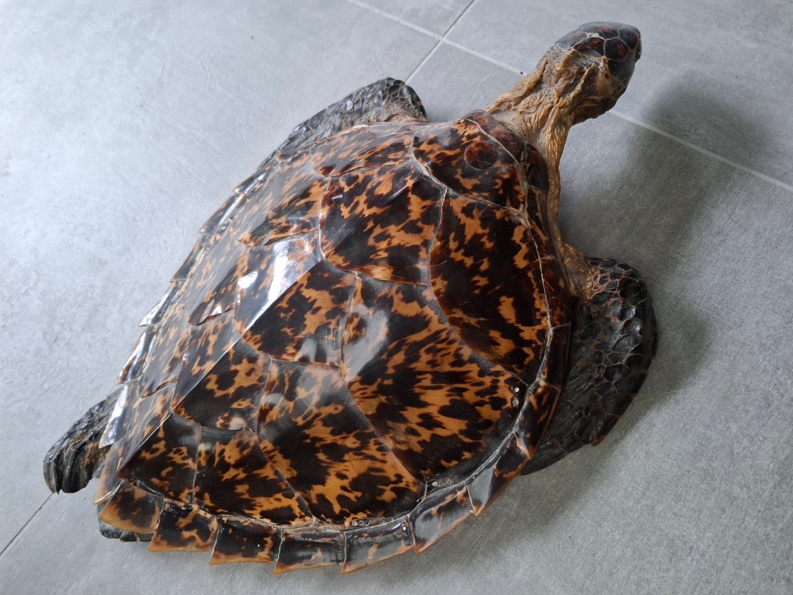 taxidermie - schildpad - gereserveerd voor NM, Ophalen of Verzenden