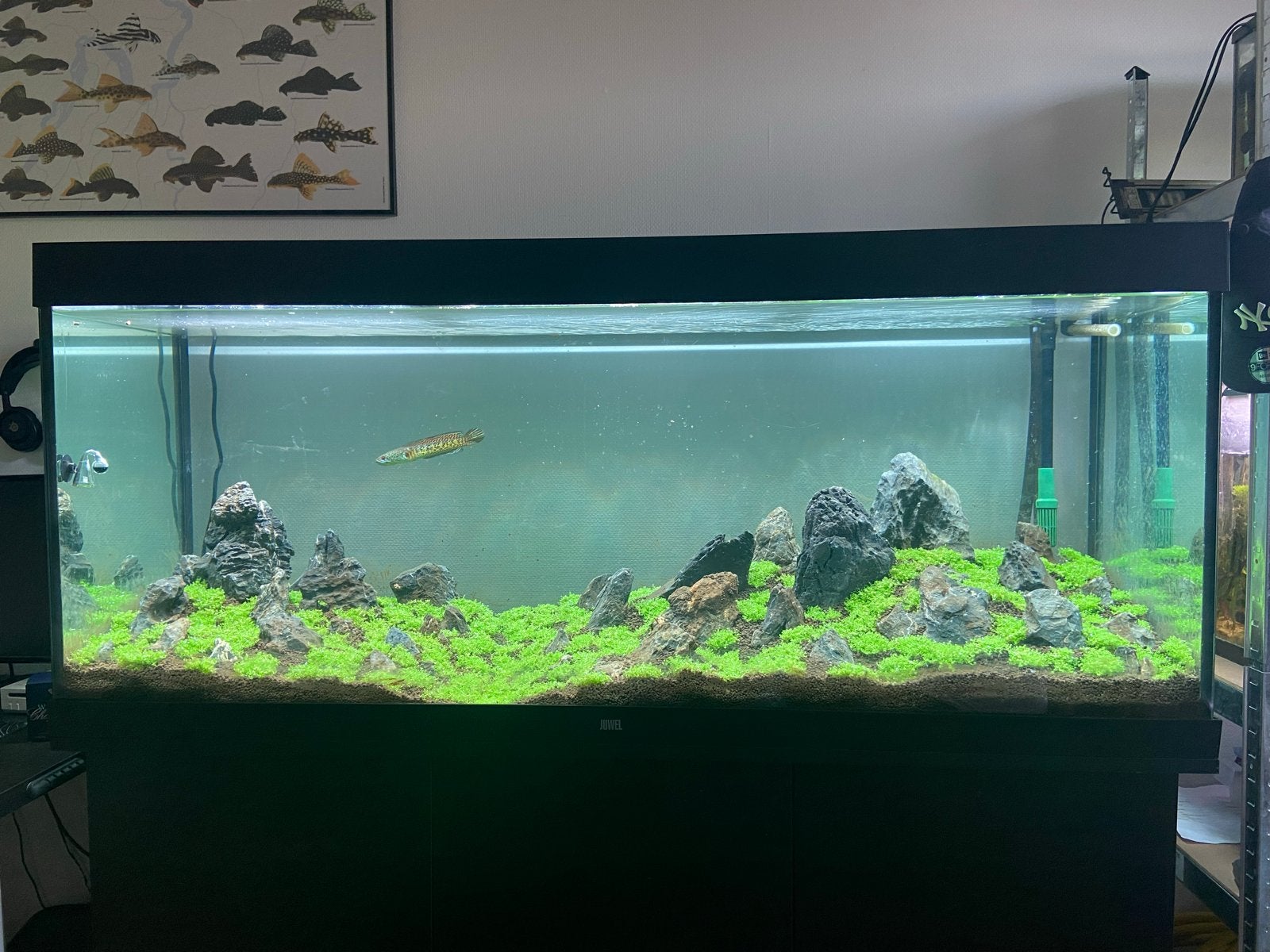 450 liter aquarium juwel met techniek, Ophalen, Gebruikt, Juwel, Inclusief deksel