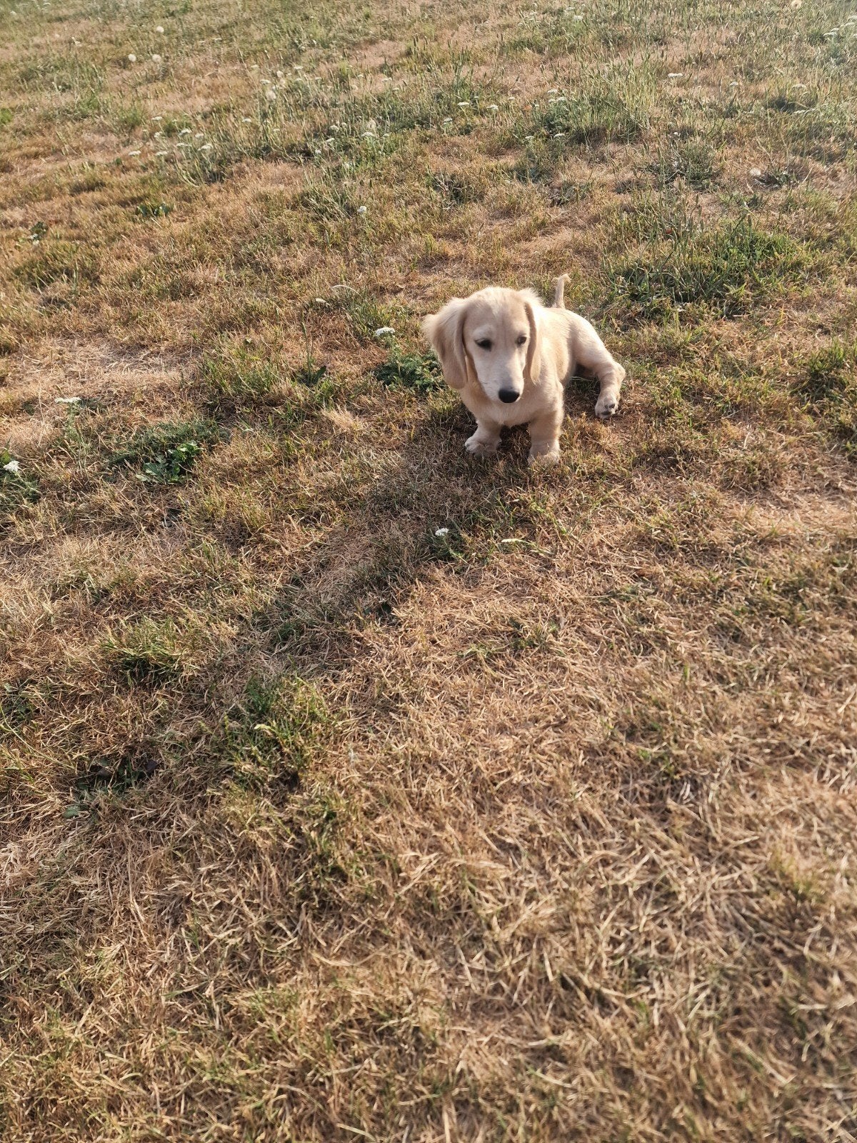 shaded cream, België, Particulier, 15 weken tot 1 jaar, Teef