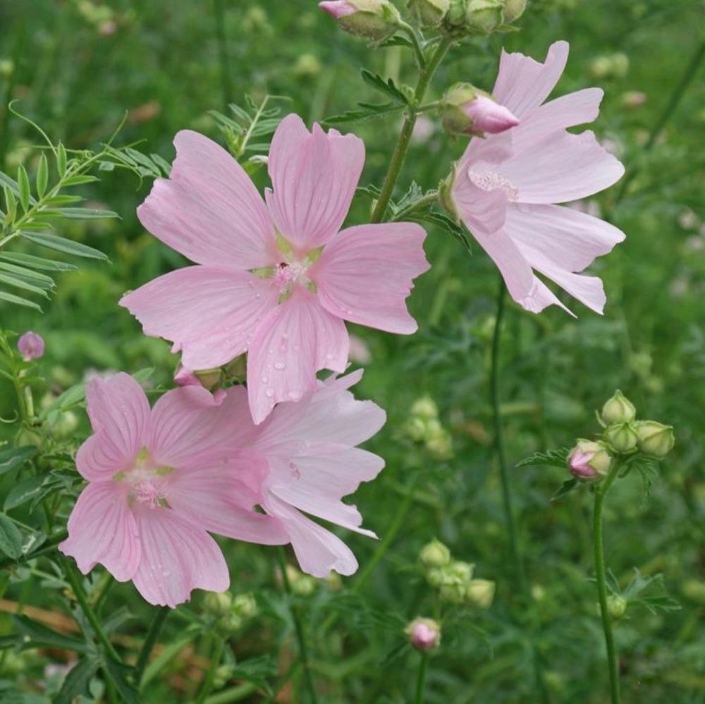Zaden vijfdelig kaasjeskruid (Malva alcea) - inheems, Ophalen of Verzenden, Voorjaar, Volle zon, Zaad