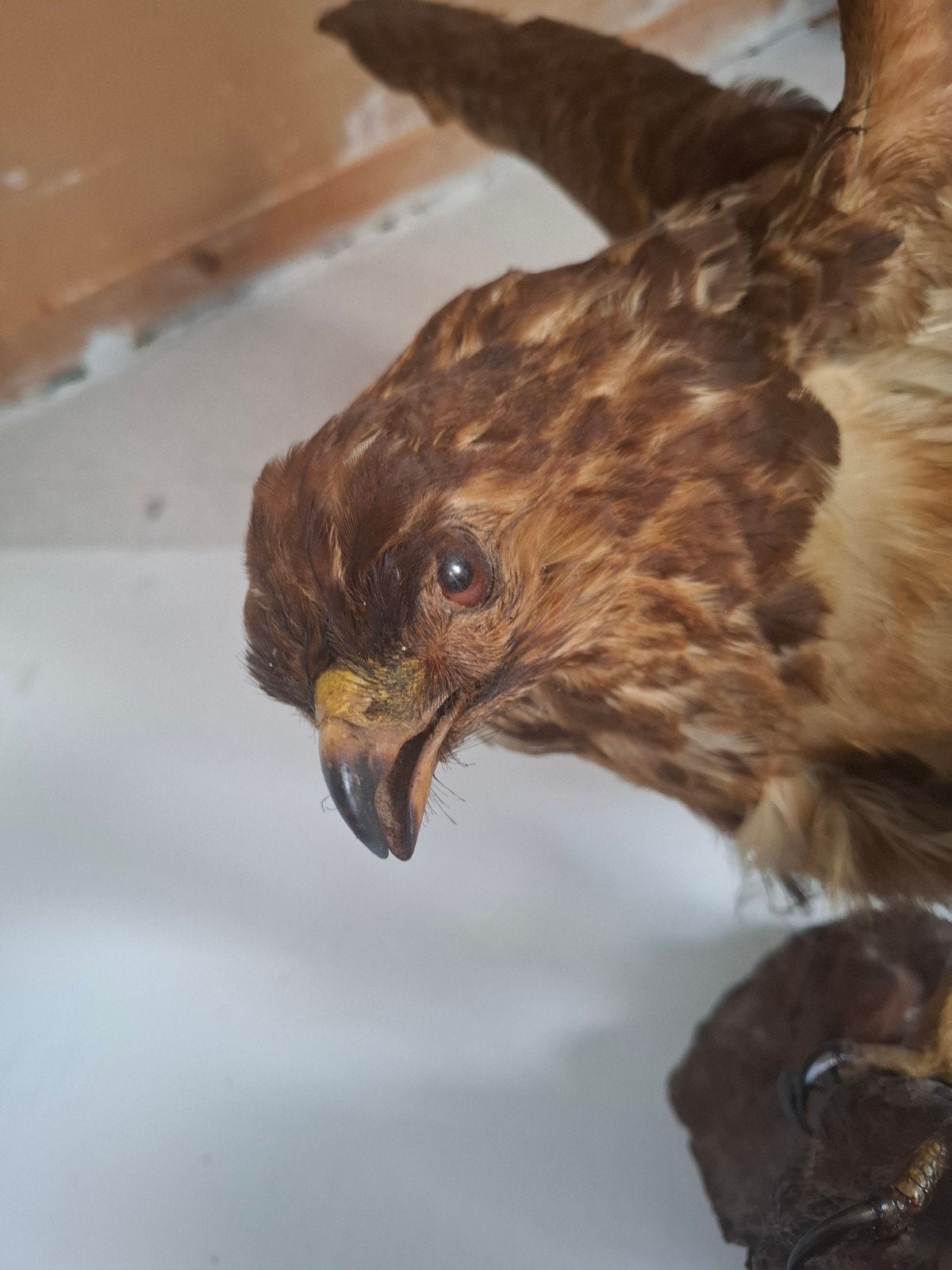 Opgezette Buizerd - Prachtige Wanddecoratie, Verzamelen, Dierenverzamelingen, Ophalen, Nieuw, Opgezet dier