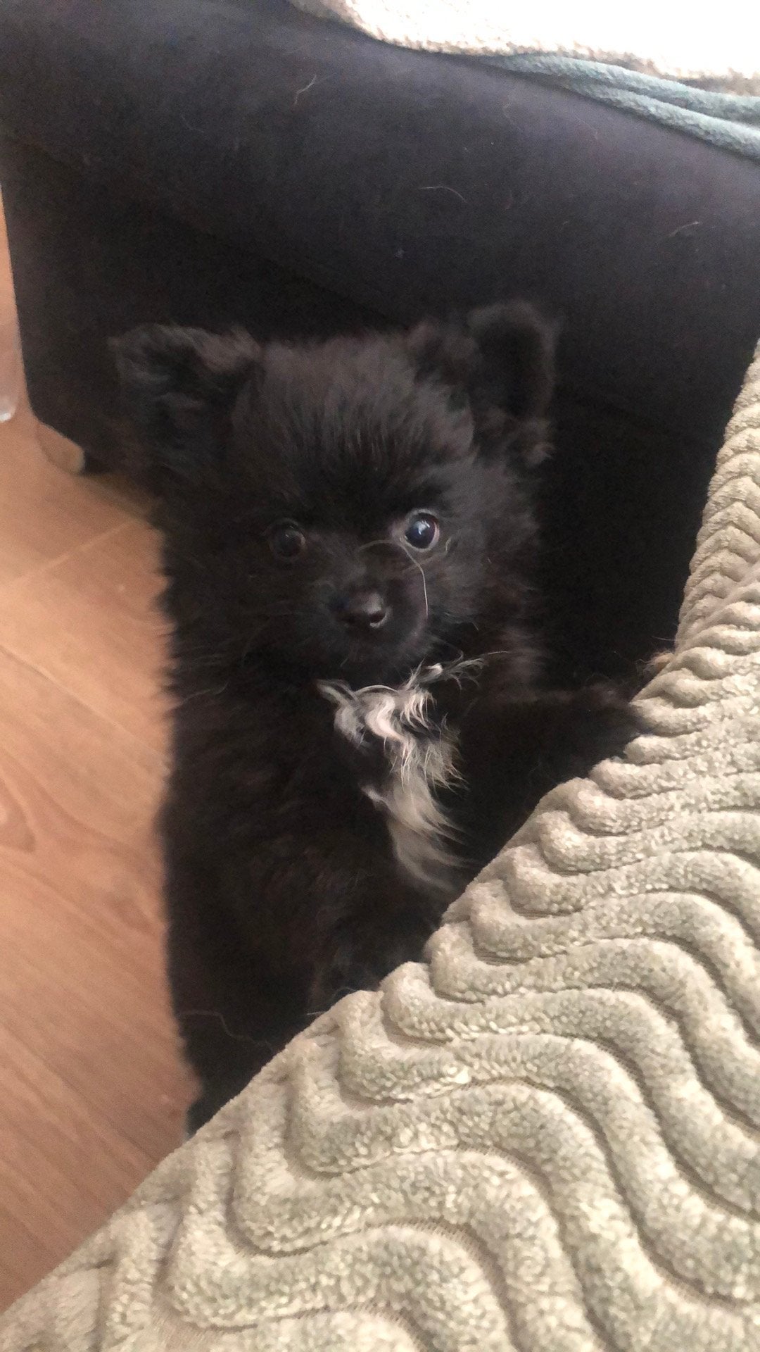 Pomchie pup, Dieren en Toebehoren, Kater, Ontwormd, 0 tot 2 jaar