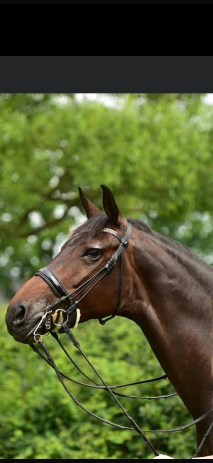 Elite Merrie BH Zack x Roh Magic | Drachtig van Furstenball, Merrie, Dressuurpaard, 3 tot 6 jaar