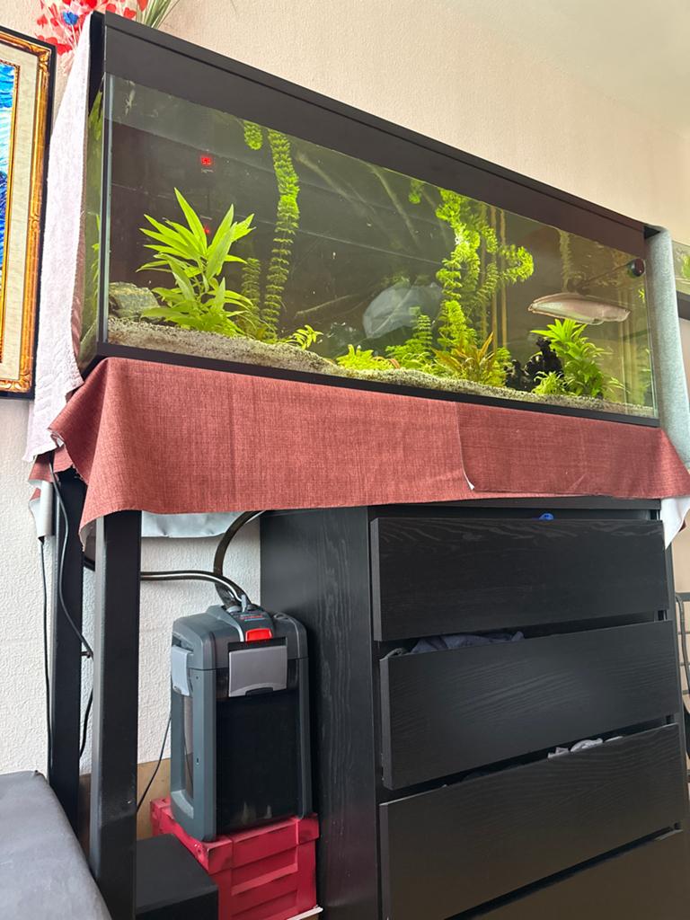 Aquarium, Ophalen of Verzenden, Zo goed als nieuw, Gevuld zoetwateraquarium