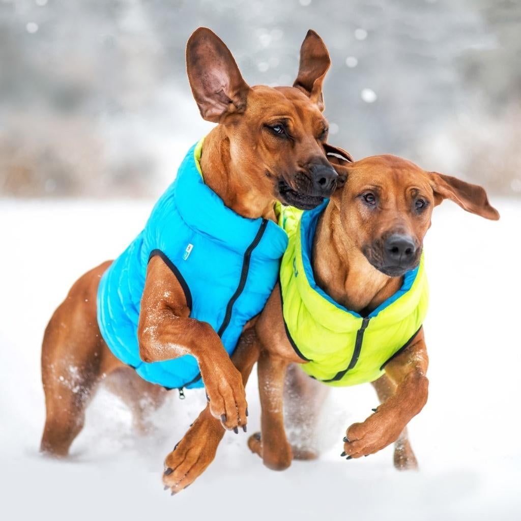 AiryVest Versatile Hondenjas Omkeerbaar M45 Lime-Blue -50%, Ophalen of Verzenden, Nieuw, Hondenjas