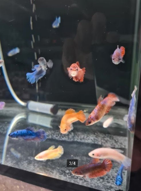Betta Vrouw Mix – Siamese Kempvis Dames – Betta splendens, Vis, Zoetwatervis