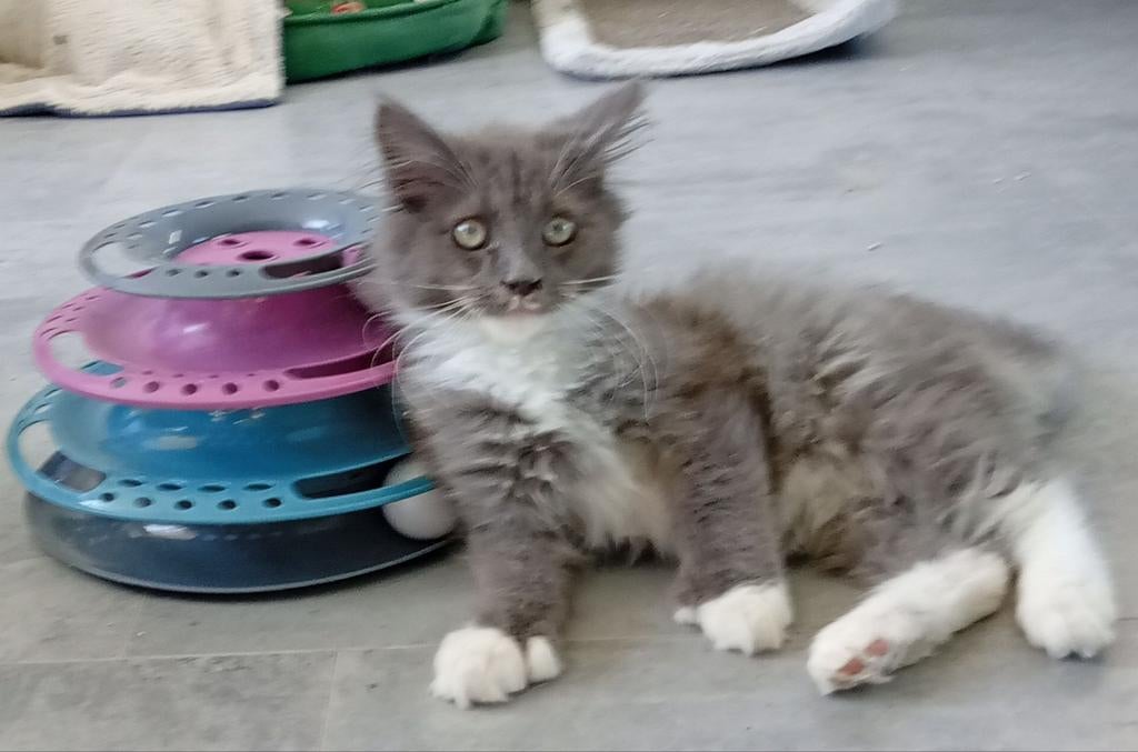 Laatse Main Coon kitten Polydactyl te koop, Dieren en Toebehoren, Kater, Ingeënt