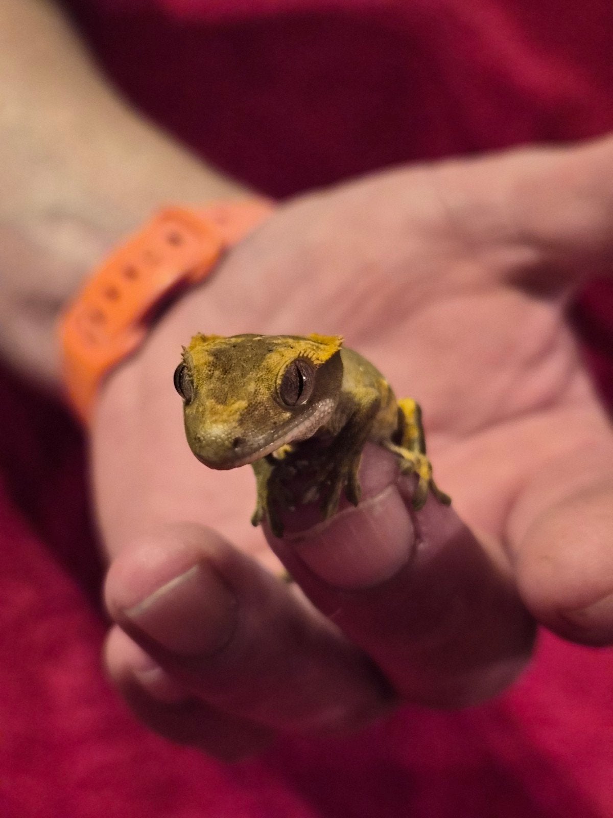 wimper gekko RJ Crested Gecko - unknown for sale from Trevor and Cindy Broodryk