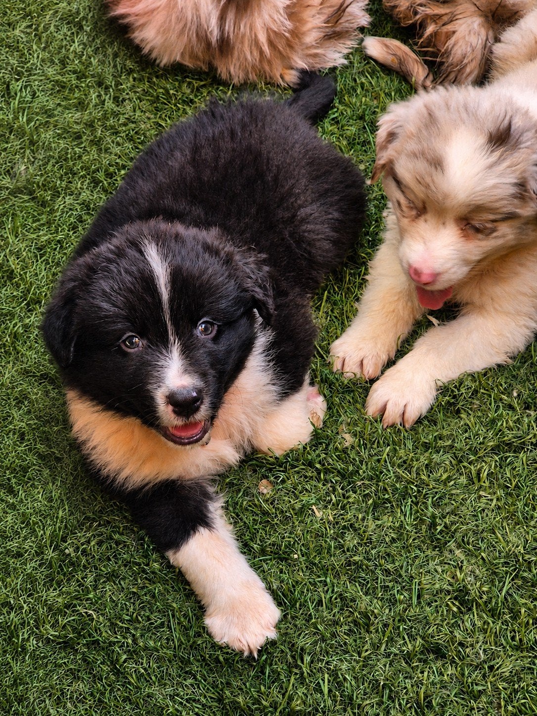 Nog 1 reutje Australian shepherd pup australische herder, Dieren en Toebehoren, Honden | Herdershonden en Veedrijvers, Parvo, 8 tot 15 weken