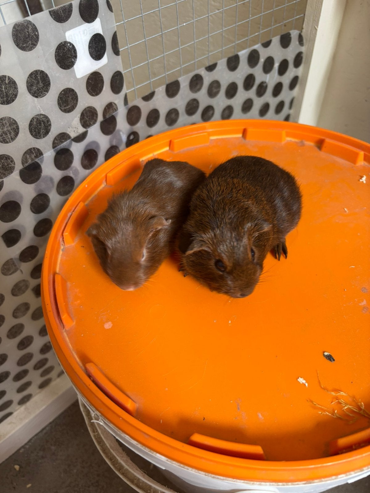 2 jonge zeugjes te koop, Cavia, Juli, Vrouwelijk, Tam