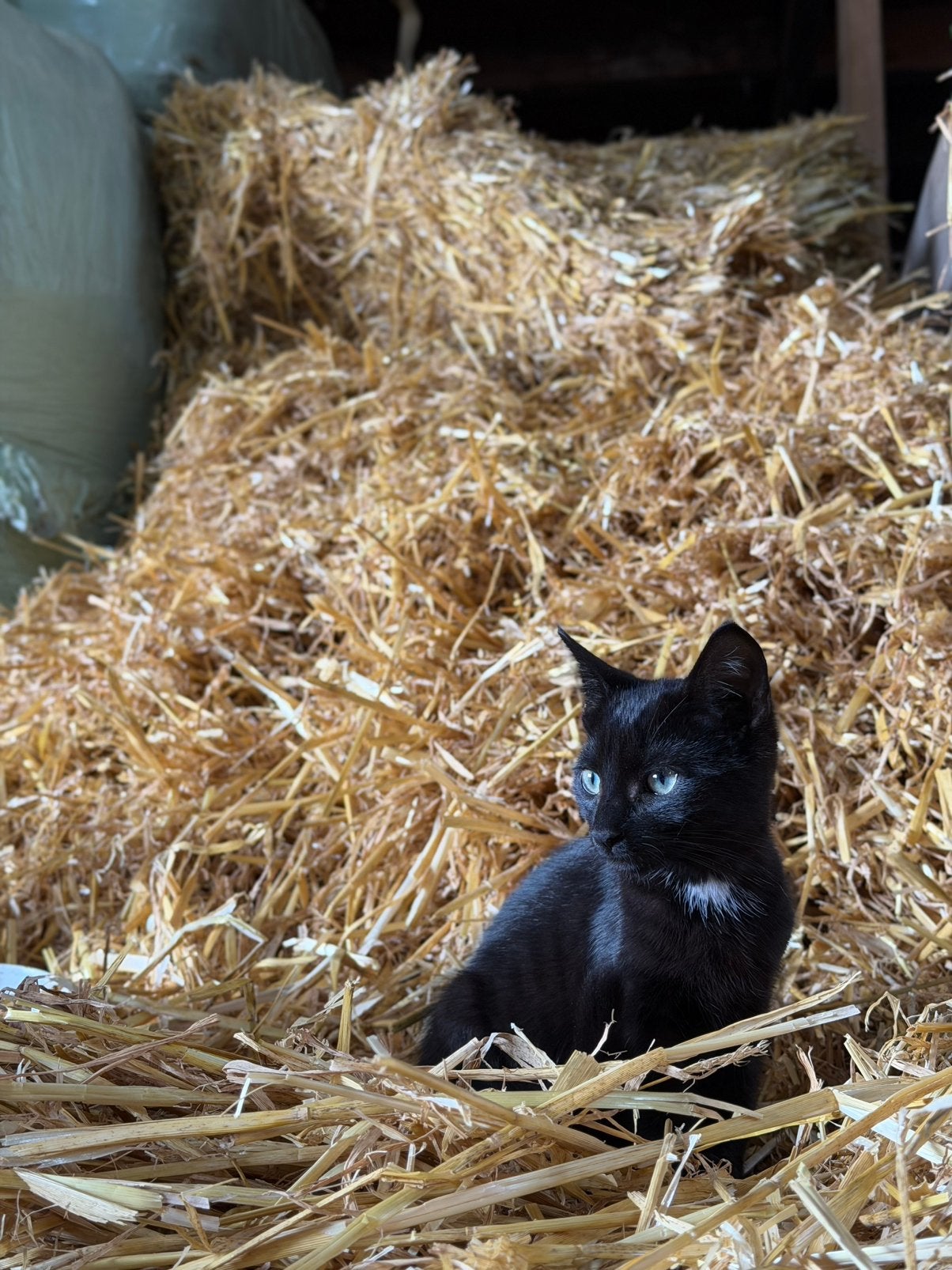 Zwarte Tamme Boerderij Kitten Poes, Poes