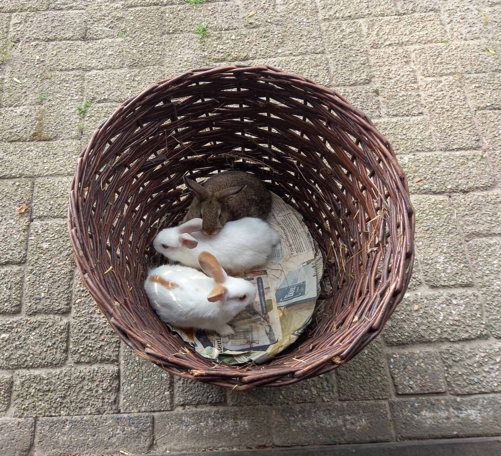 Dwerghangoren, Dieren en Toebehoren, Meerdere dieren, Dwerg