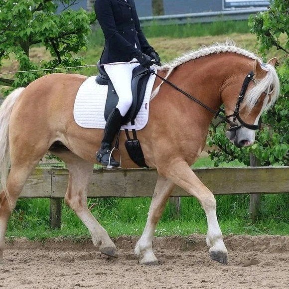 bijrijder gezocht, Dieren en Toebehoren, Paarden en Pony's | Overige Paardenspullen, Ophalen of Verzenden, Nieuw, Dressuur