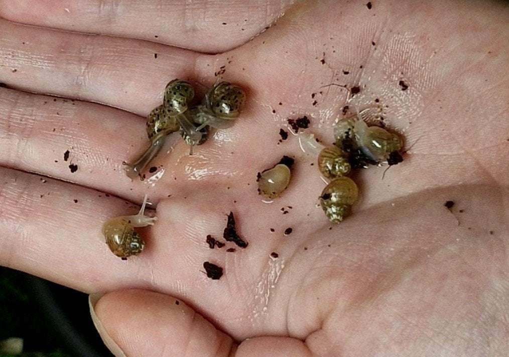 10 baby slakjes (Lissachatina fulica agaatslak), Augustus, Meerdere dieren