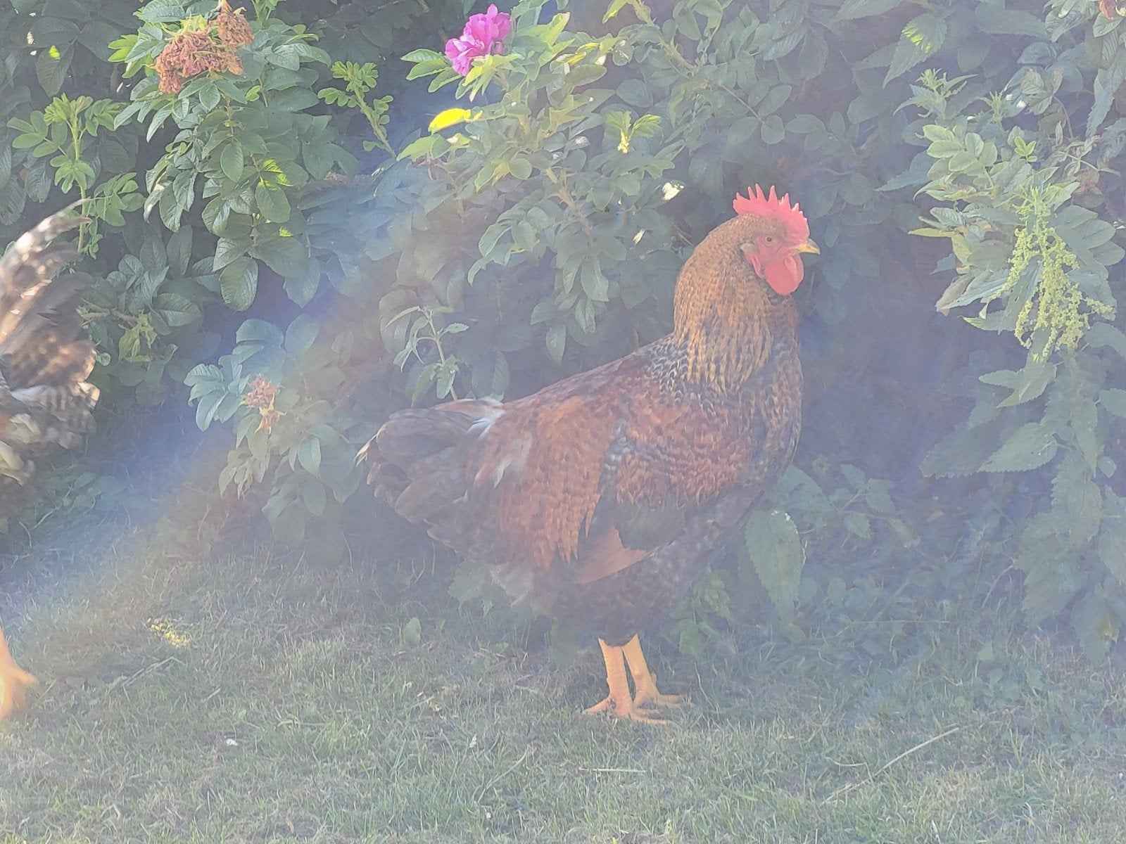 Kruising Bielevelder, Barnevelder., Mannelijk, Kip