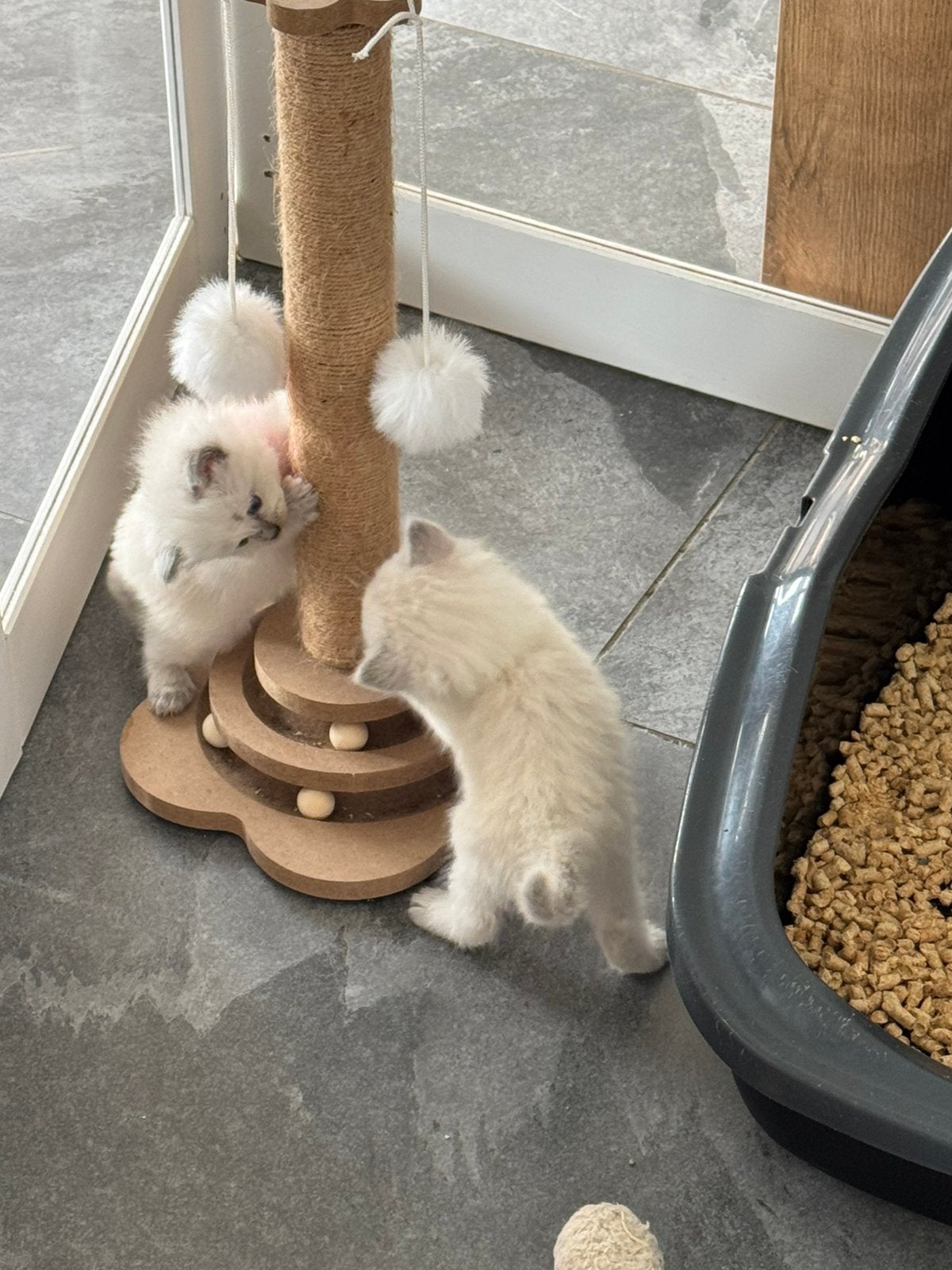 Ragdoll x Nebelung kittens poesjes en katertjes, Meerdere dieren, Ontwormd, 0 tot 2 jaar