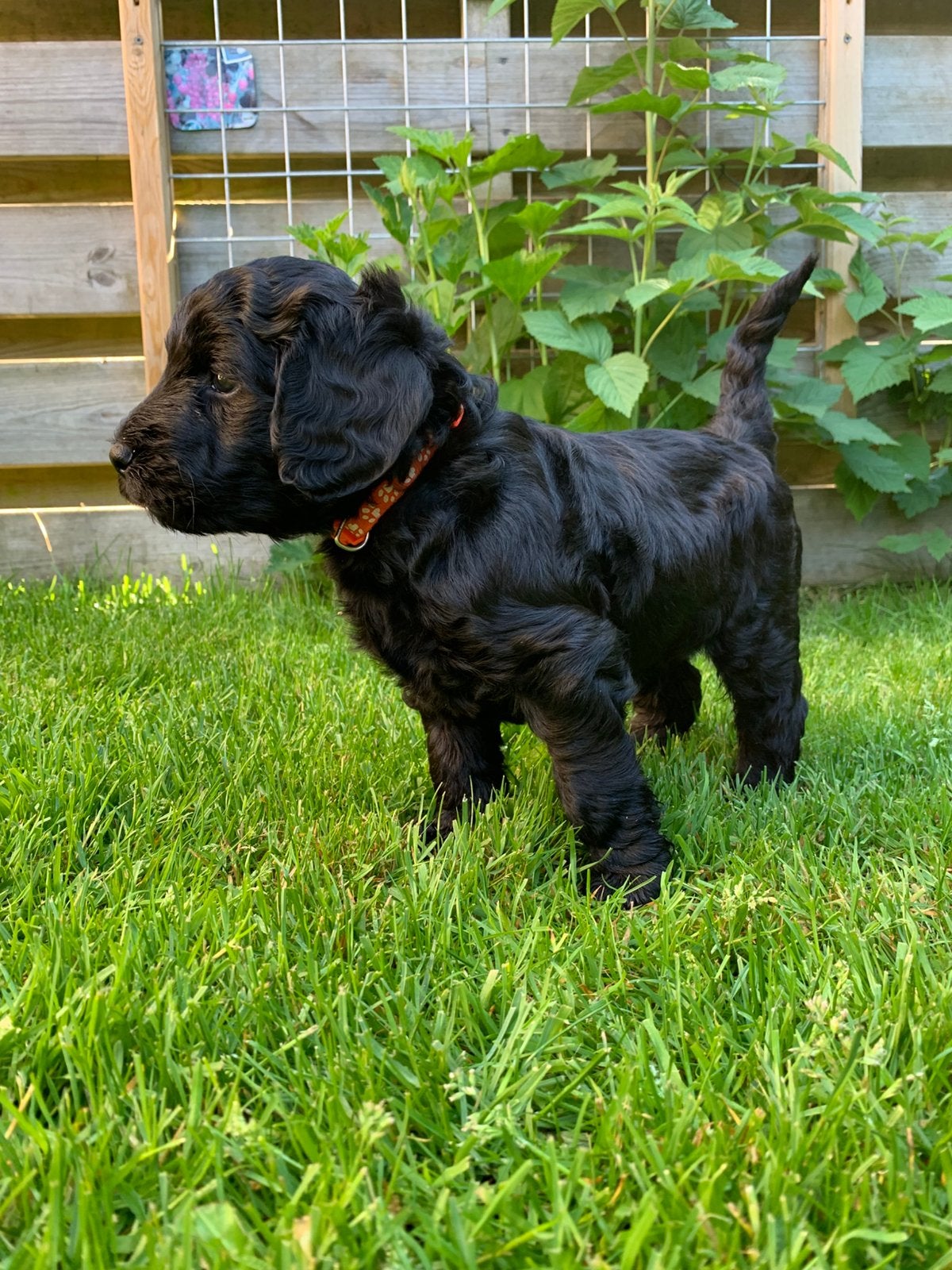 Nog twee Labradoodlepups, Overige rassen, 8 tot 15 weken, Parvo, Meerdere
