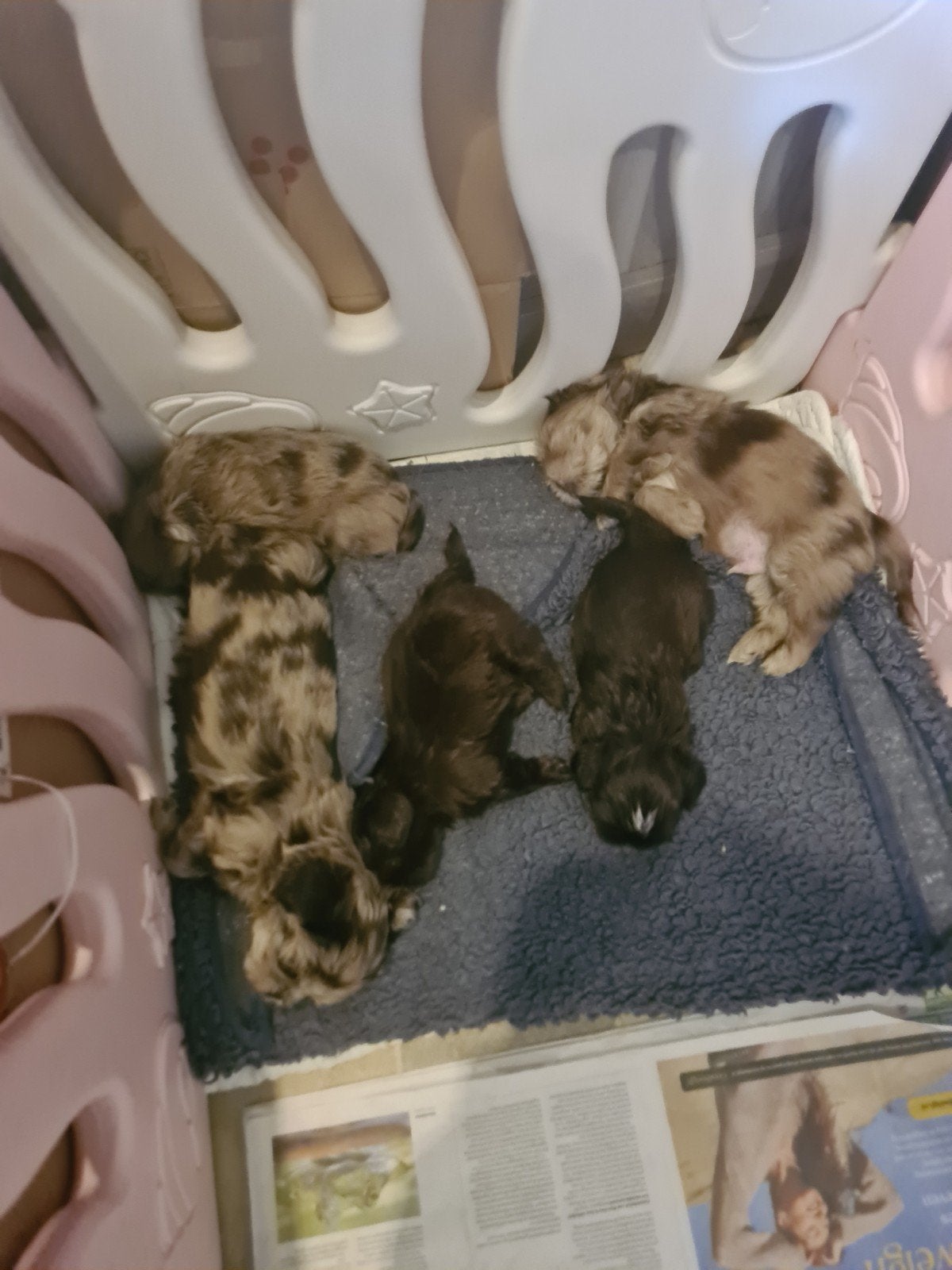 Shih-tzu pups Merle -Choco, Overige rassen, Meerdere, Meerdere dieren, Nederland