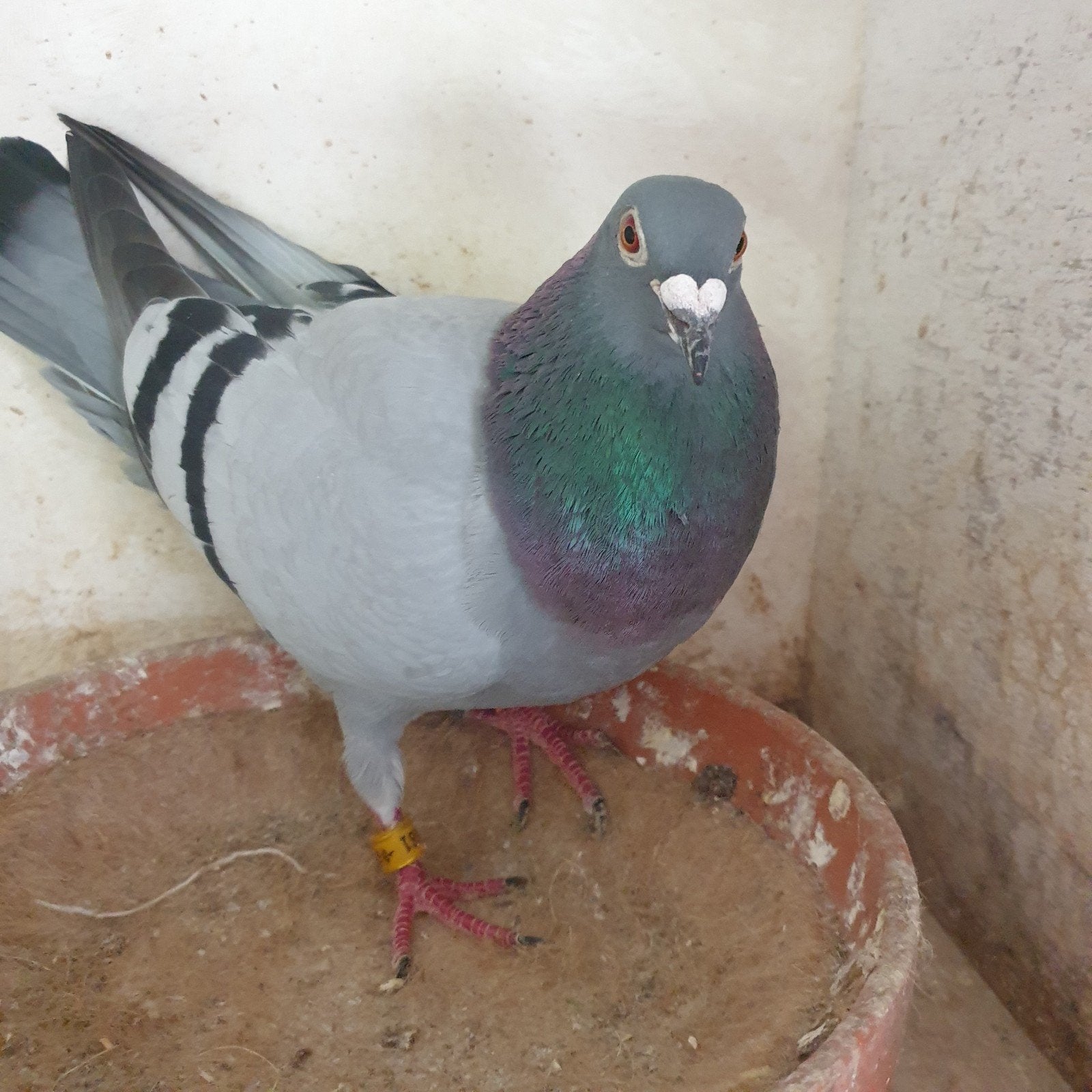 POSTDUIVEN DUIVIN STEFAAN LAMBRECHTS X DIRK vd BULK TOP !, Dieren en Toebehoren, Vogels | Duiven, Vrouwelijk, Postduif