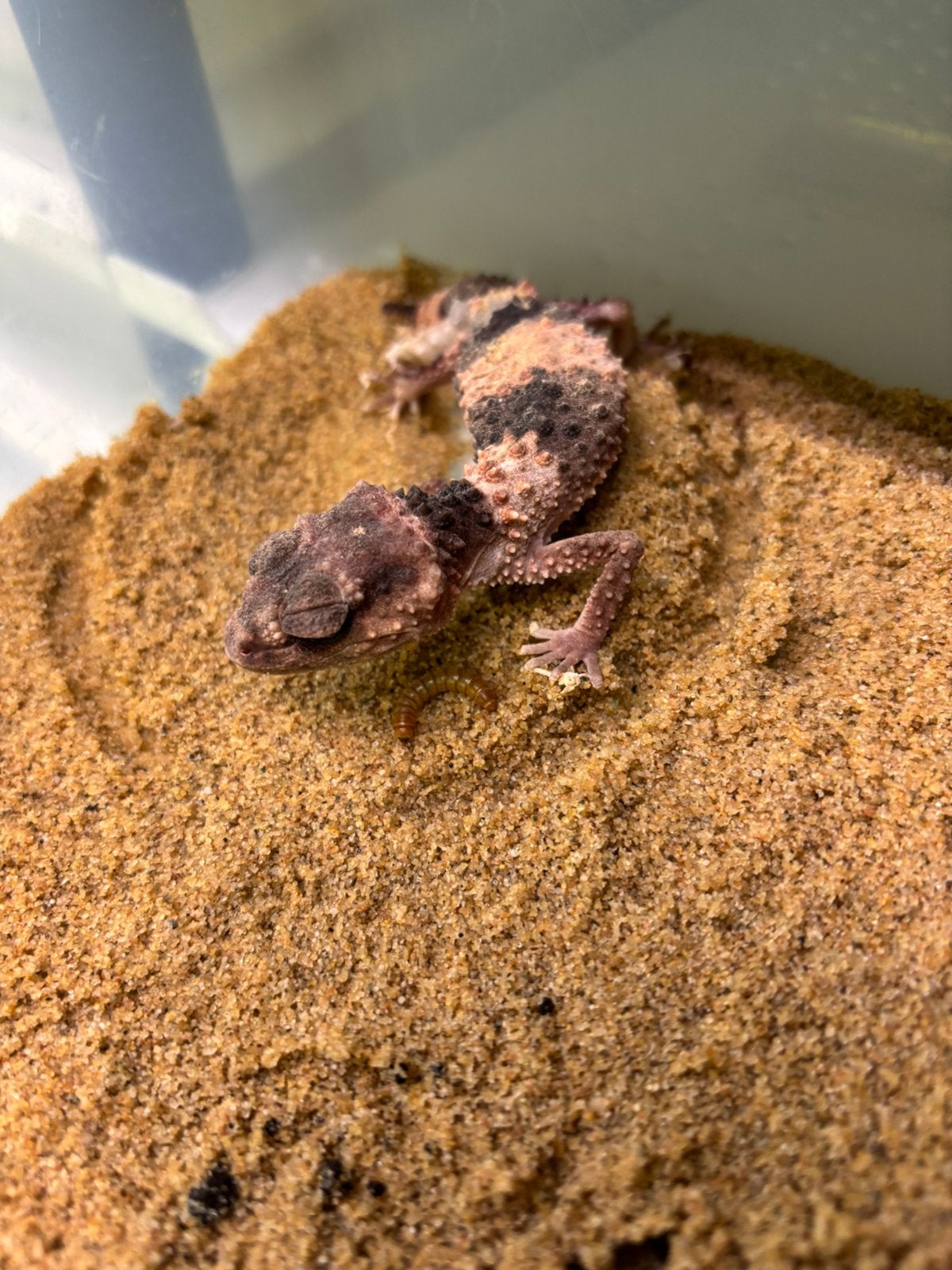 Koppel nephrurus wheeleri wheeleri, Dieren en Toebehoren, Hagedis, 0 tot 2 jaar