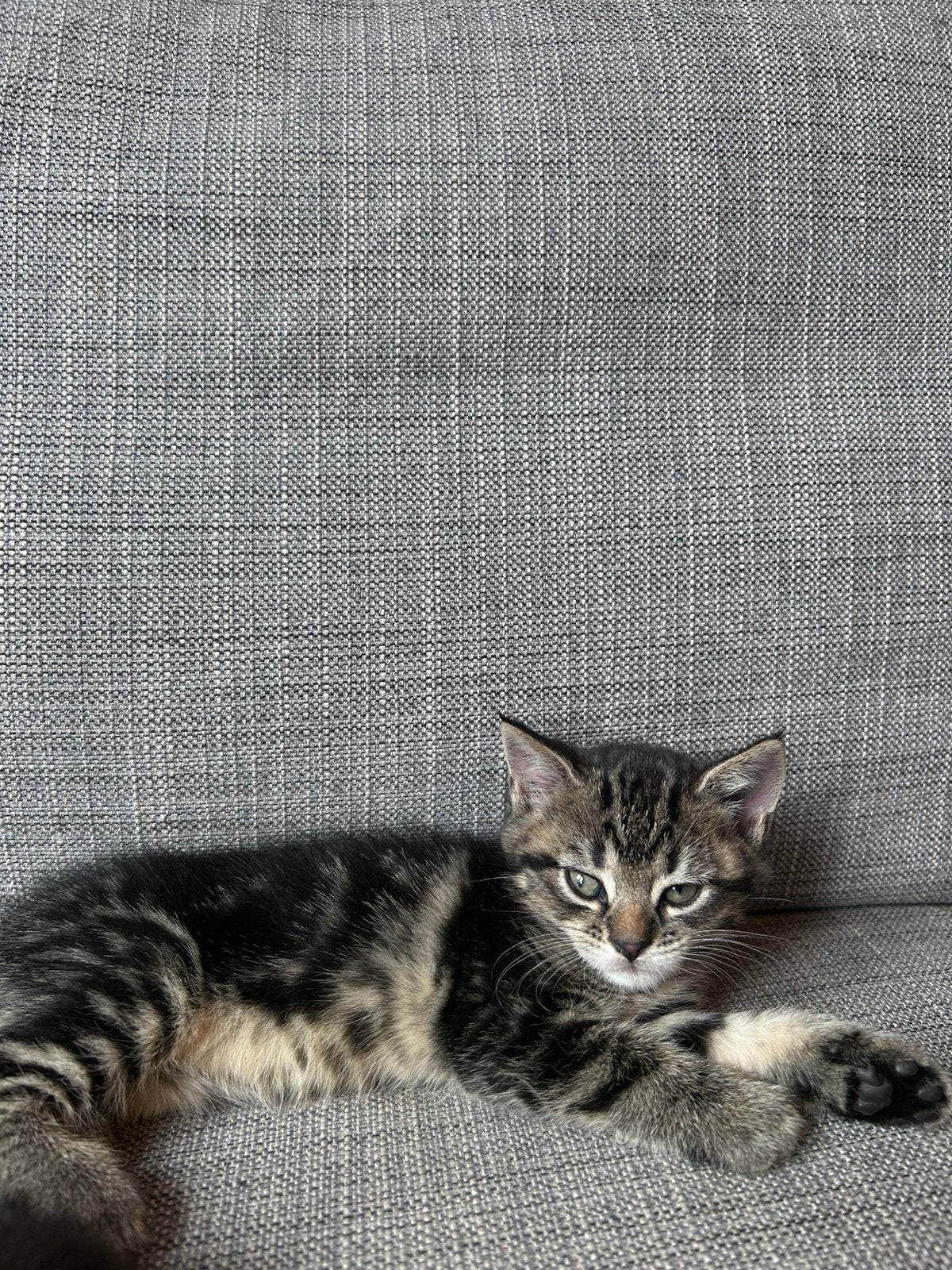 Maine Coon / Europese Korthaar kittens, Meerdere dieren, Ontwormd, 0 tot 2 jaar