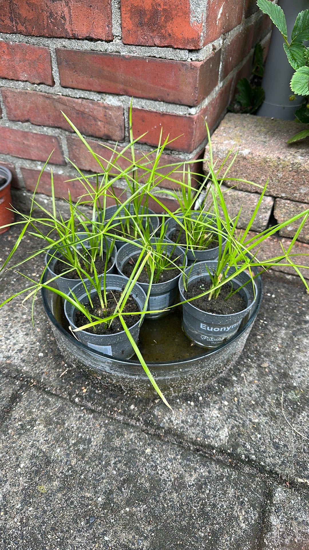 Parapluplanten, Tuin en Terras, Planten | Tuinplanten, Ophalen, Vaste plant, Overige soorten, Volle zon