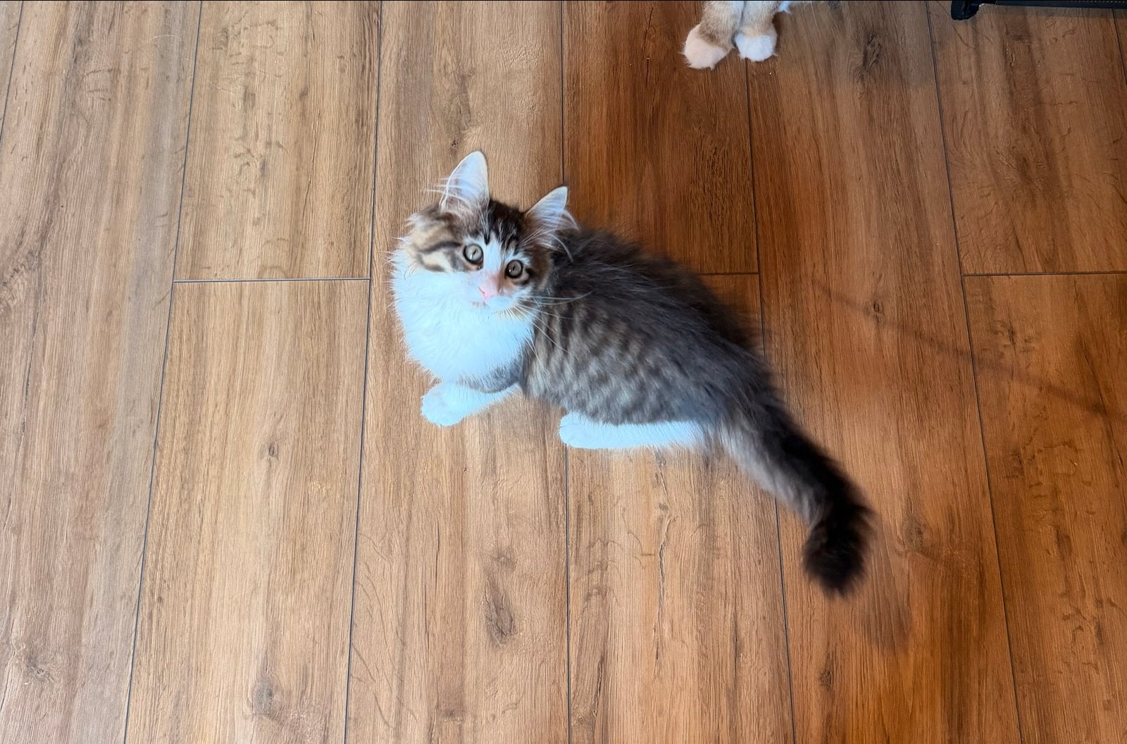 Main coon kitten, Poes, Langharig, 0 tot 2 jaar