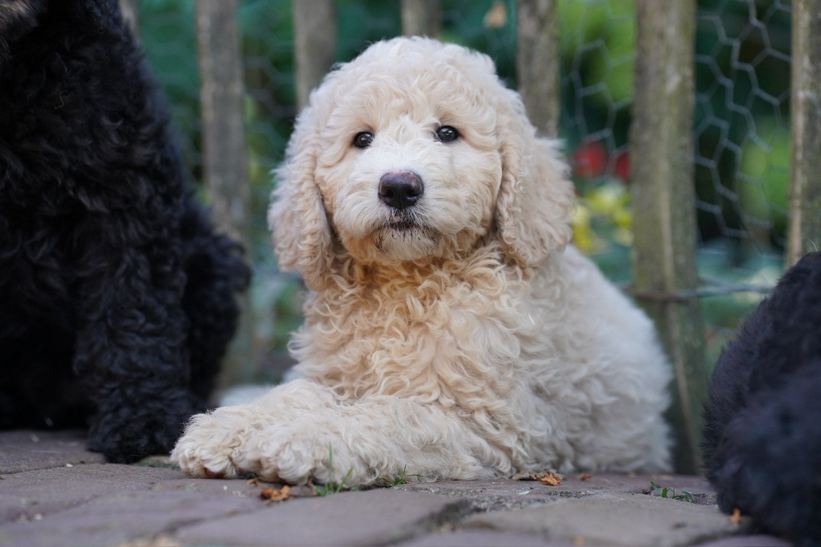 Labradoodle pups | Reutjes, Dieren en Toebehoren, Parvo, Nederland, 8 tot 15 weken, Meerdere