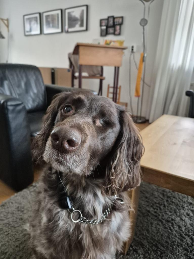 Lieve Tinka zoekt warm nieuw thuis wegens omstandigheden, Dieren en Toebehoren, 6 jaar of ouder, HCC (leverziekte), Overige rassen