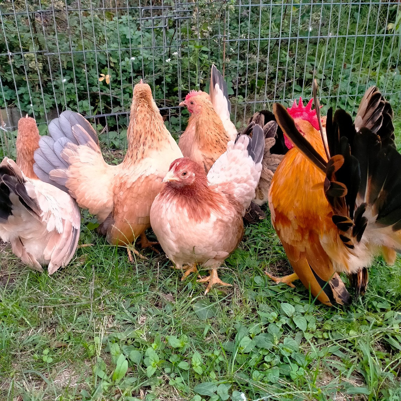 serama krielen, Dieren en Toebehoren, Pluimvee, Meerdere dieren, Kip